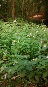 img_20160906_092230871.jpg