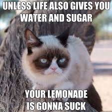 lemonadeneedswaterandsugarcatmeme.jpg