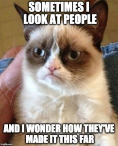 catmemegrumpy.jpg
