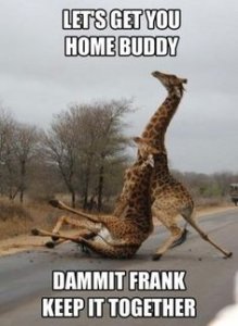 drunk_giraffes.jpg