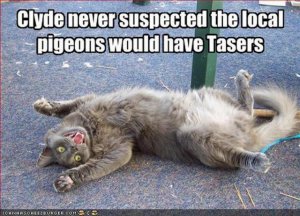 victim_of_pigeons_with_tasers.jpg