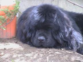 griffinsleepy.jpg