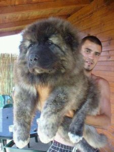 tibetanmastiff.jpg