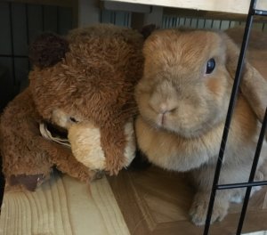 bunbun.jpeg