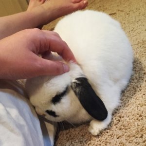 marquise_madnessbunny.jpg