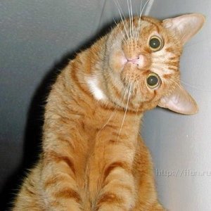 cat_looking_sideways.jpg