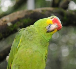 parrot_looking_sideways.jpg