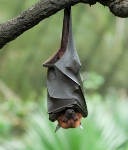 bat.jpg