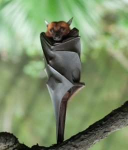 batupsidedownornot.jpg