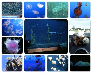 aquarium_collage.jpg