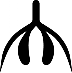 anatomicallycorrectclitoris.png