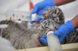 bengaltigercubs.jpg