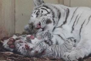 cubsandmama.jpg
