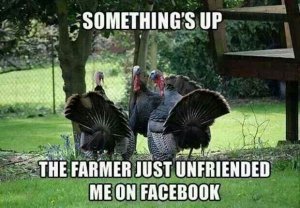 turkeys_worried.jpg turkeys_worried.jpg