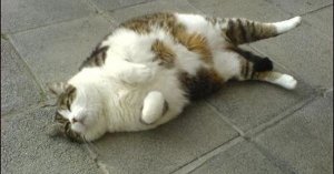 day_after_thanksgiving.jpg