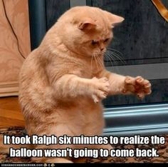 cat_and_balloon.jpg