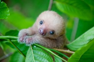 01_slothlove_leaves.jpg