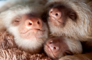 02_slothlove_leaves.jpg