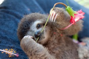 04_slothlove_flower.jpg