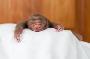05_slothlove_flower.jpg