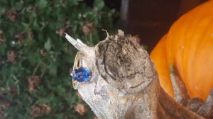 20161031_103334.jpg