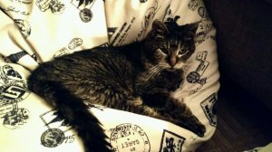 cleothe21yearoldkitty.jpg