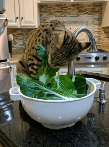 11-16-2016_bokchoy_boy.jpg