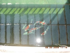 koi_0.jpg
