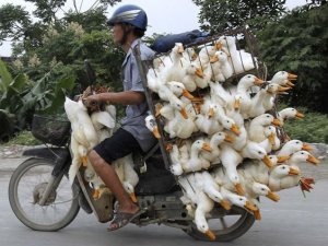 duck_man_.jpg