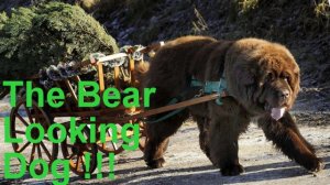newfoundlanddogasbear.jpg