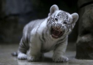 white_tiger_cub.jpg