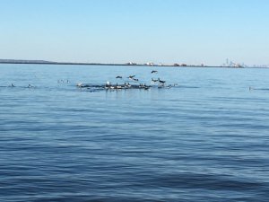 birdsenjoyingthesandbar.jpg