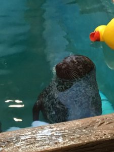 sealsweetness.jpg