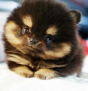 puppy_1.jpg