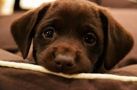 puppy_2.jpeg
