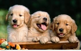 puppies_3.jpeg