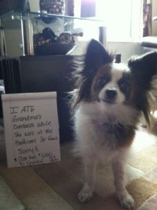 dogshaming1.jpg