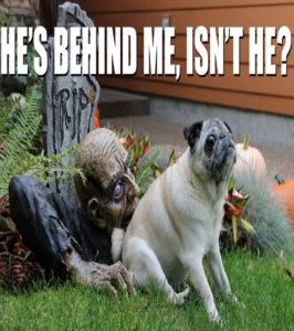 scared_pug.jpg