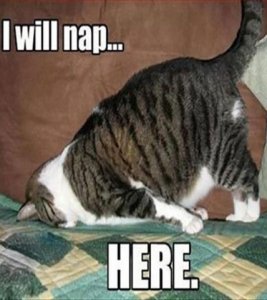cat_nap.jpg