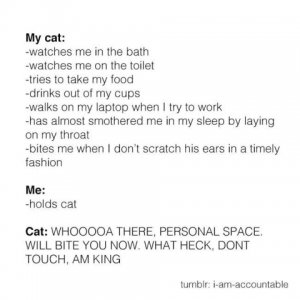 my_cat.jpg