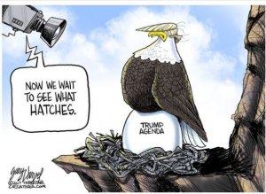 eagle.jpg