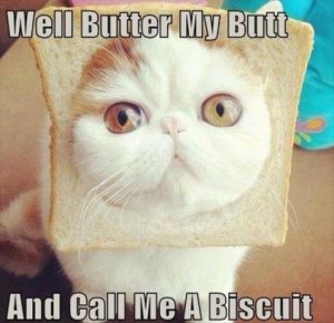 funny-cat-pictures-with-captions-28.jpg