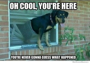 dog-meme-22.jpg