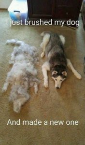 funny_new_dog_meme_funny_made_a_new_dog_from_c65ade_5993917.jpg