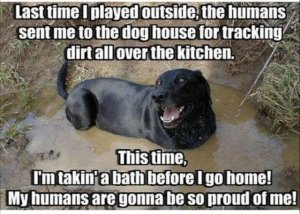 dogbath.jpg