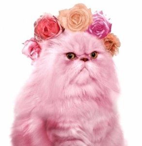 pinkpussy.jpeg