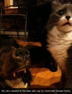 funny-cat-pictures-with-captions-2.jpg