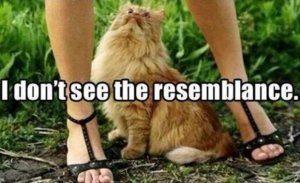 funny-cat-pictures-with-captions-15.jpg
