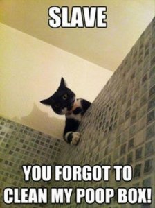 funny-cat-pictures-with-captions-27.jpg