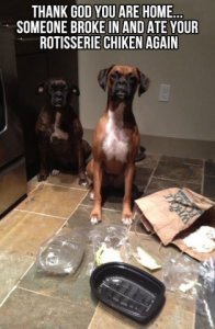 dog-food-memes.jpg